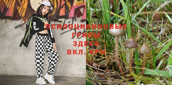 ГАЛЛЮЦИНОГЕННЫЕ ГРИБЫ Белоозёрский